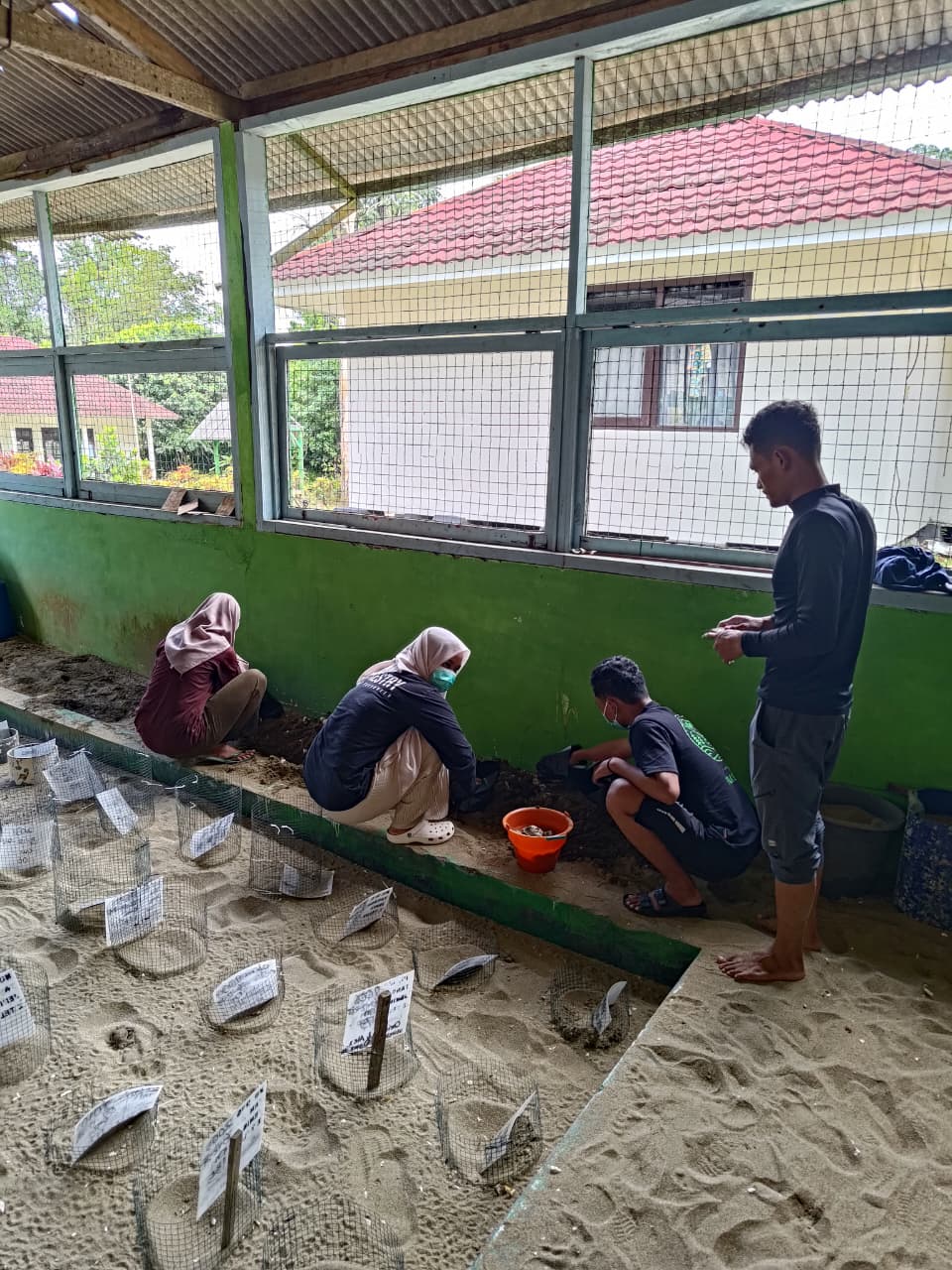 Konservasi Penyu Laut